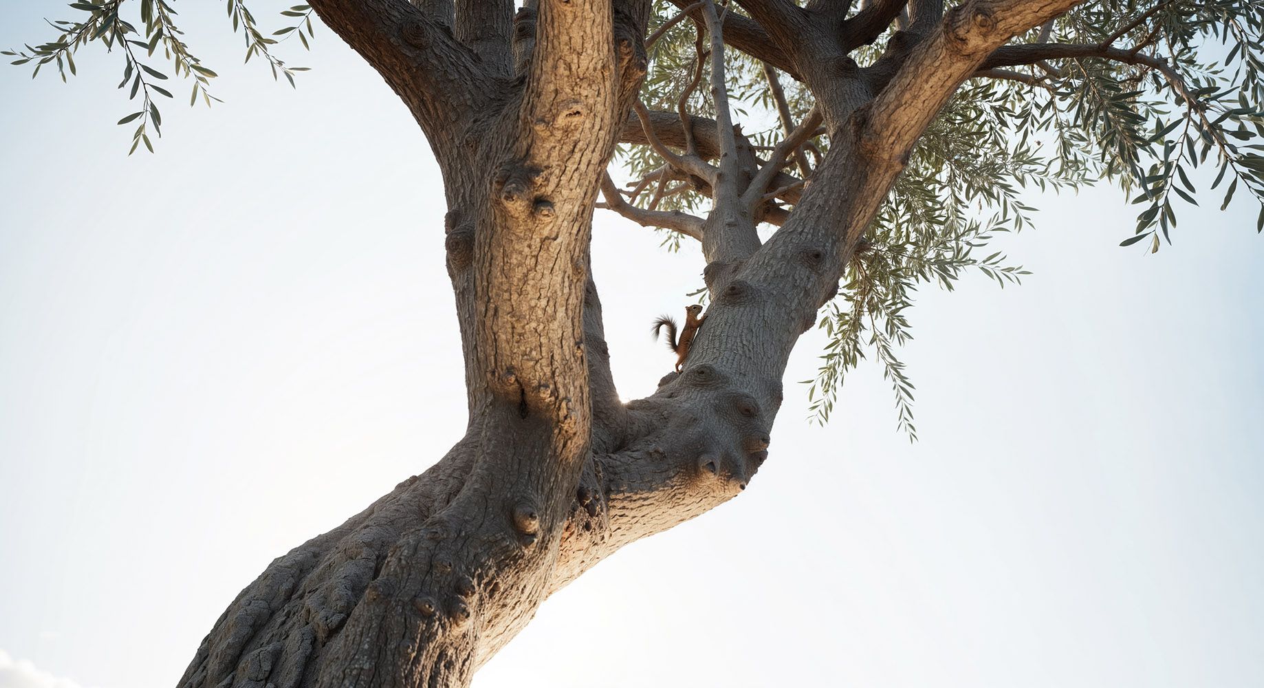 Squirrel.jpg
